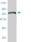 CAP2 Antibody (monoclonal) (M01)